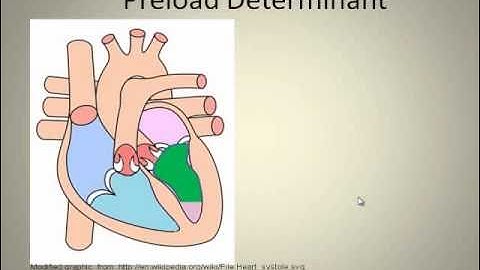 Hemodynamic Video Lecture
