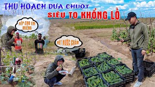 Quanglinhvlogs || Thu Hoạch Vườn Dưa Chuột Đột Biến Tại Quang Linh Farm - Trở Lại Công Việc