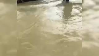 Hampir Dibawa Arus Air Banjir Banjir Di Tasek Rantau Panjang