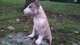 Миниатюрный Бультерьер Iron Rooney Руни