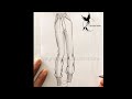 Sweat pants quick sketch-Fashion sketch tutorial by ZEYNEP DENIZ