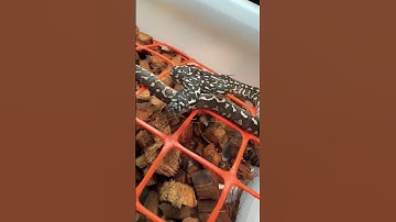 Jungle Carpet Python Hatchling Holdback Male