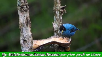 خواتيم سورة إبراهيم بصوت عبد الرحمن عصام حسن-أرح مسامعك ❤️✨