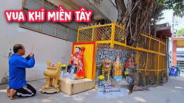 Vua Khỉ cưa tỉa cành cây Da Khủng trên 200 năm tuổi tại Sài Gòn (1/2)...