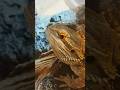 Lizard