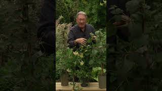 Perfect for Shady Walls #gardeningtips #gardening #alantitchmarsh