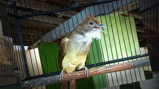 Cucak jenggot ngepik rapat