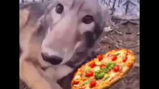 ayo the pizza here