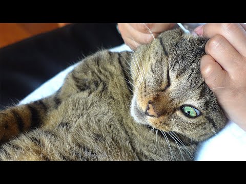 耳掃除が好きなはな。-Hana likes ear cleaning.-