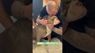 Animals Chiropractic #foryou #animals #chiropractic #dogs #asmr #germany #dogshorts #love
