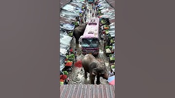 Elephant Pushes Bus Off Narrow Cliff Road 🚨🐘 Shocking AI Jungle Scene | AI-Generated