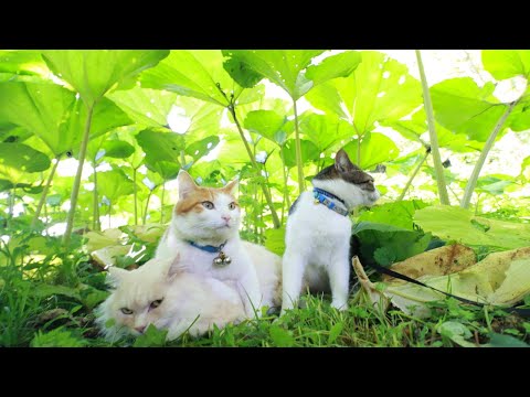 大きくなった秋田蕗の下の猫 2025 250703 - YouTube