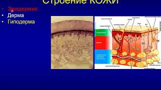 Лекция для студентов. Кожа (эпидермис 1).