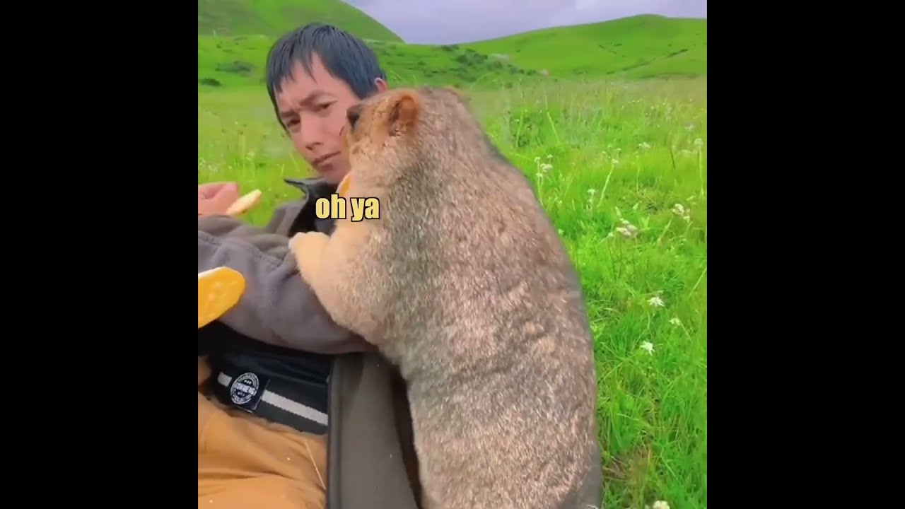 Marvin The Marmot