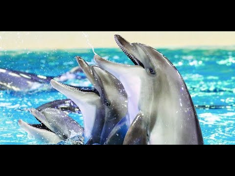 Dubai Dolphinarium Adventures | Creek Park|