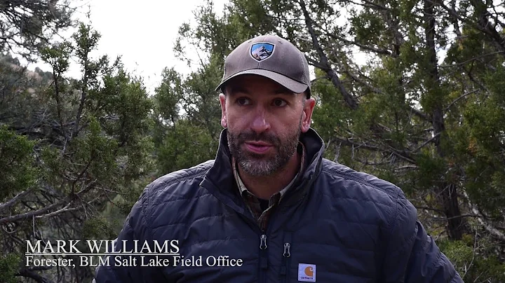 Christmas Tree Cutting in the Salt Lake Field Office