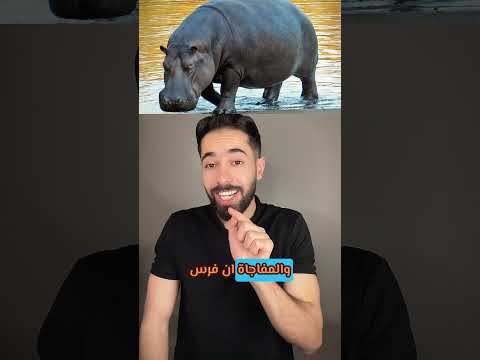 فرس النهر الوحش الحقيقي لقارة افريقيا