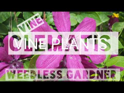 Video: Clematis: Sorg Vir Saailinge Voordat Dit In Die Grond Geplant Word