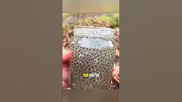 Ổ trứng ếch đã lớn lên và chiếm trọn bể cá của anh ta#daochieu #shorts