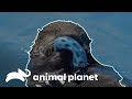 Tierno reencuentro de nutrias marinas | El Acuario | Animal Planet