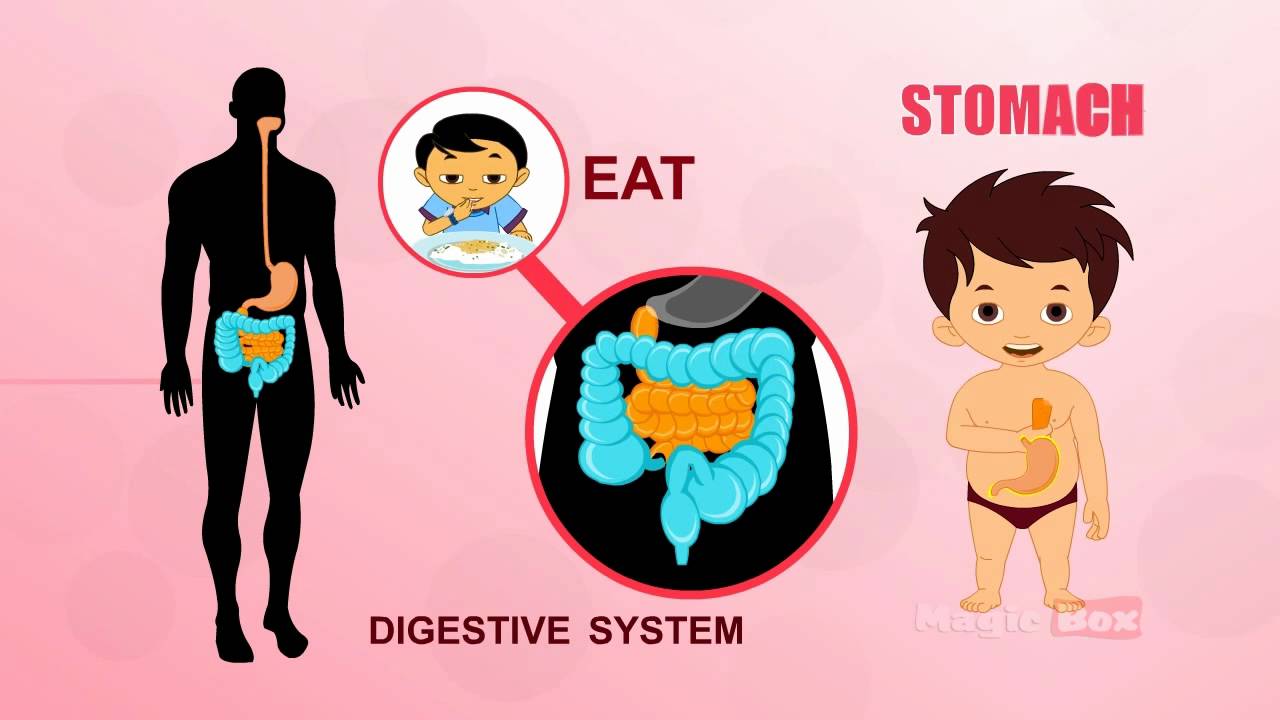 Stomach Human Body Parts In Tamil Animated Videos Youtube