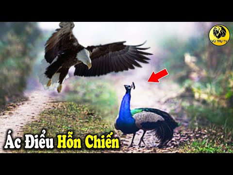 Video: Tại Sao Một Con Chim Khổng Tước Gõ Cửa Sổ Bằng Mỏ Của Nó
