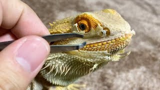 Peel the lizard during molting