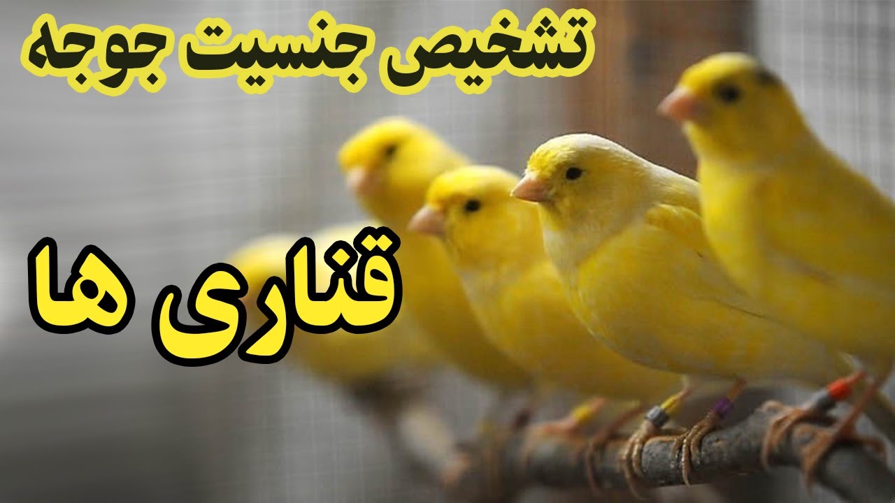 تشخیص جنسیت جوجه قناری ها
