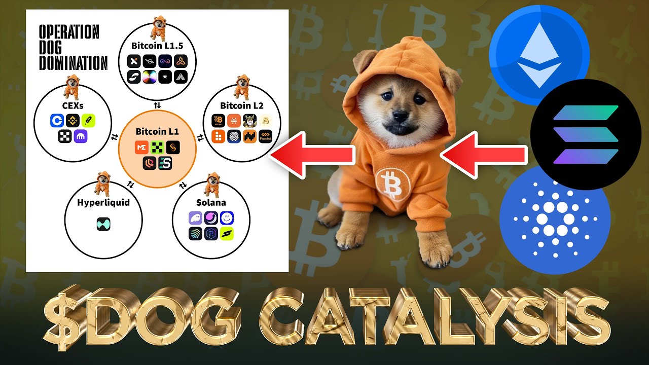 DOG (Bitcoin) Catalysis coming from Solana, ETH and Cardano (INSANELY  BULLISH 😱) - YouTube