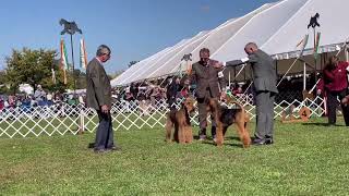 Montgomery County KC, Airedale Terriers Winners Dog class by Sheila Tay Radcliffe 412 views 1 year ago 3 minutes, 43 seconds