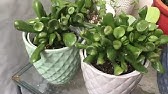 Plant Tour! September 2017-Meet My cacti!
