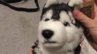 Unboxing Living nature husky