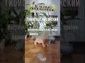 Гибискус Китайский (Китайская Роза)🌺 #shorts #интерьер #дом #цветы #растения #факты #позновательно