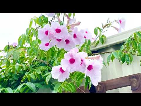 Vídeo: Cuidados com a videira Bower - Aprenda a cultivar videiras Bower no jardim