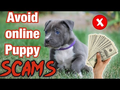 Video: Cara Membeli Bull Terrier dan Tidak Mendapatkan Scammed