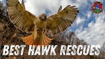 Hawks SMASHING Traps BEST Rescue Moments | Wildlife Command Center