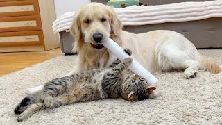 Golden Retriever Showing off His New Toy to the Cat (So Funny!!)