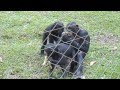 Lola Ya Bonobo IT - Banane Api e cuccioli