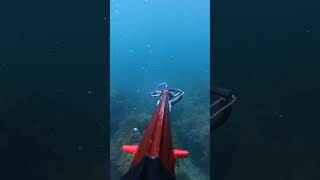 Download Lagu “Unexpected Encounter: White Seabream Spearfishing in the Marmara Sea. #fishing #spearfishing 🇹🇷 MP3