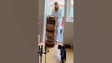 Cat Tries And Fails To Chase Mouse Out Of House