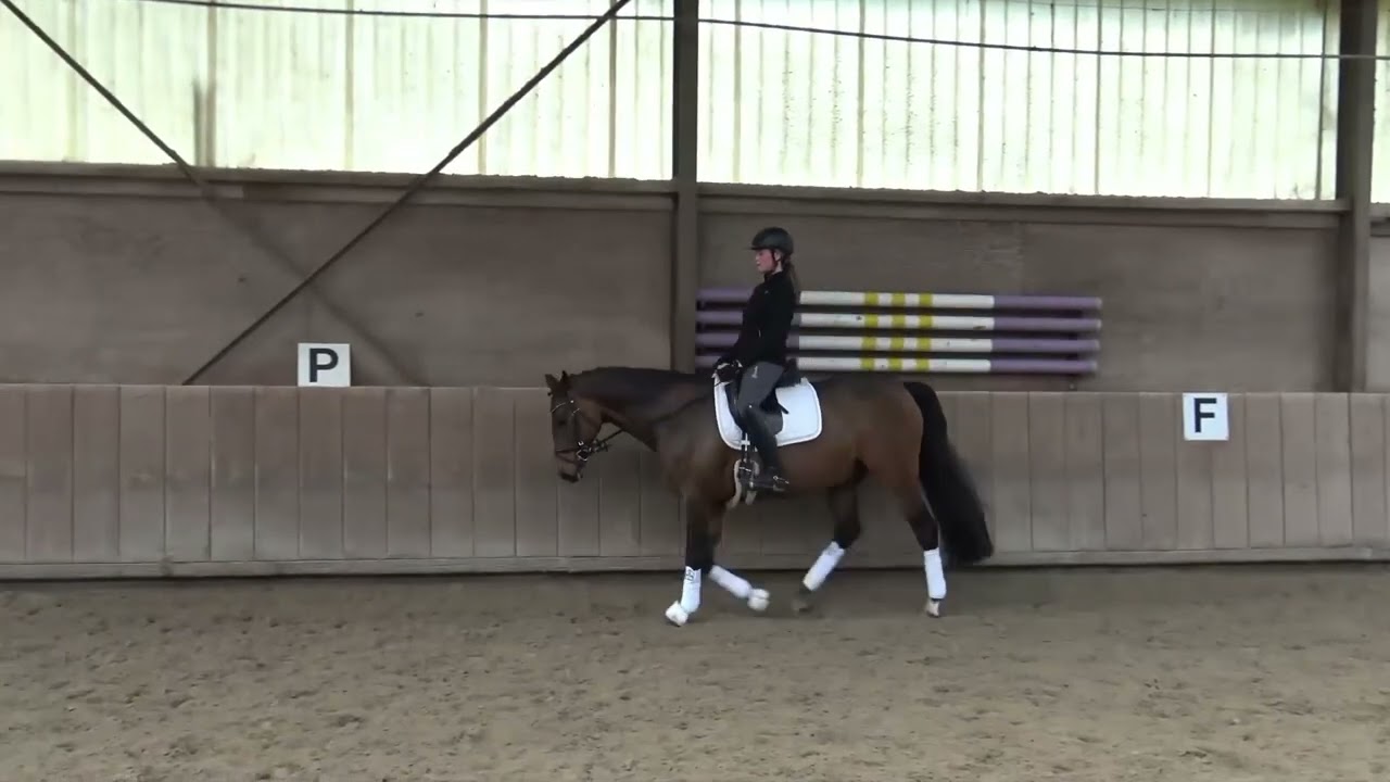 Claus. Tolles Pferd!