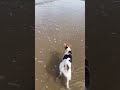#kaiababychompoodo #chompoodo #wirefoxterrier #travel #hundeliebe #katwijkaanzee #netherlands