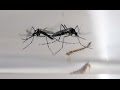 Zika spreading explosively  who  newspointtv