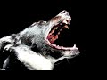 Loud Dog Barking Sound Mp3 Bhaiya Choudhary2635 Loud Dog Barking Sound Mp3 Bhaiya Choudhary2635