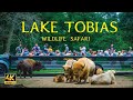 Open air wildlife safari ride  lake tobias wildlife park pennsylvania