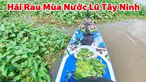 Nước Lũ Sông Vàm Cỏ Đông Tây Ninh Tràn Vào " Cuộc Sống Mưu Sinh Đi Hái Rau