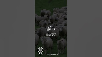 سورة الانبياء ﴿ وَدَاوُودَ وَسُلَيْمَانَ إِذْ يَحْكُمَانِ فِي الْحَرْثِ ﴾
