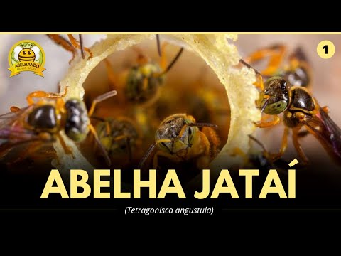 Vídeo: Variedades Comuns de Abelhas: Conheça os diferentes tipos de abelhas no jardim