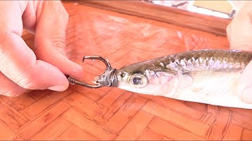 Quickest Way To Rig A Ballyhoo With A Circle Hook
