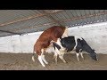 Bulls & Cows Best Farming - New Bulls Meet Cows First Time #03